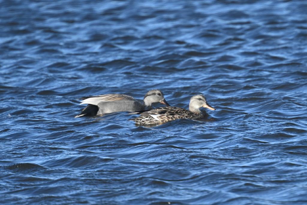 2025-04286629 Parker River  NWR, MA.JPG - Gadwall. Parker River National Wildlife Refuge, MA, 4-28-2025